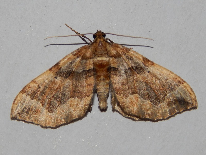 Geometridae da ID: Pelurga comitata